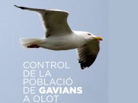 Comença el control de la població de gavians