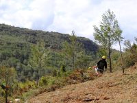 Comencen els treballs d’obertura de franges de protecció contra incendis