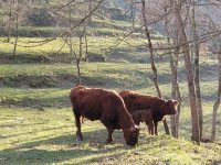 Jornades tècniques de maneig i fertilització de pastures