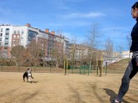 Olot posa en marxa una àrea d’esbarjo per a gossos