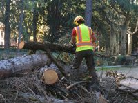 Retirada de quatre arbres de la Plaça Clarà d’Olot