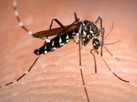 Prevenció del mosquit tigre a la Garrotxa