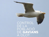 Control de la població de gavians a Olot